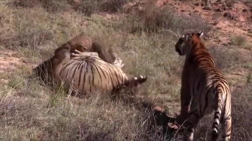 抓地虎吃瓜视频在线观看,带你领略网络红人的魅力瞬间