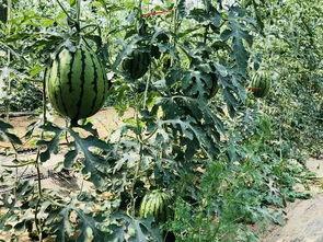 在北京吃瓜的视频,一窥北京市民生活百态