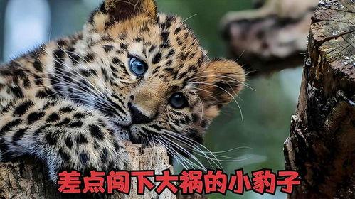 豹子吃哈密瓜视频大全,趣味视频大盘点