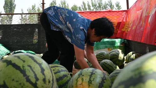 乡村吃瓜视频,揭秘农村生活趣味瞬间