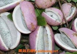 山蛙吃八月瓜好吗视频,探寻自然界的和谐共生