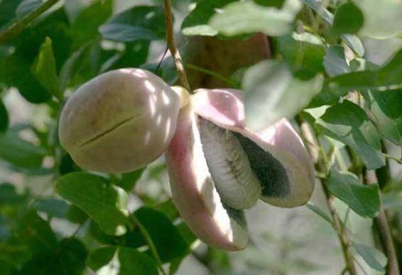 山蛙吃八月瓜好吗视频,探寻自然界的和谐共生