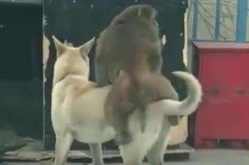 狗吃瓜的视频,萌宠吃瓜视频走红网络