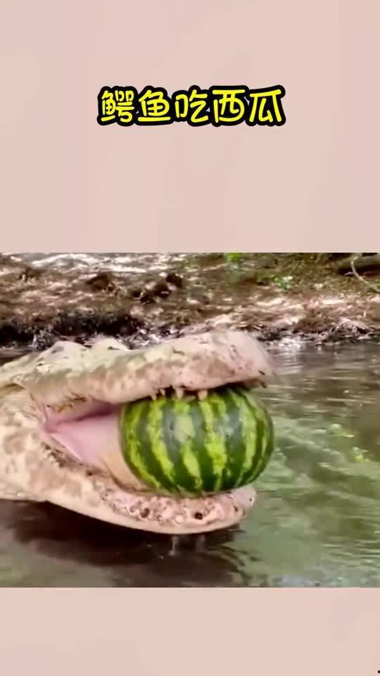 吃瓜的鳄鱼视频大全播放,趣味横生的动物食趣集锦