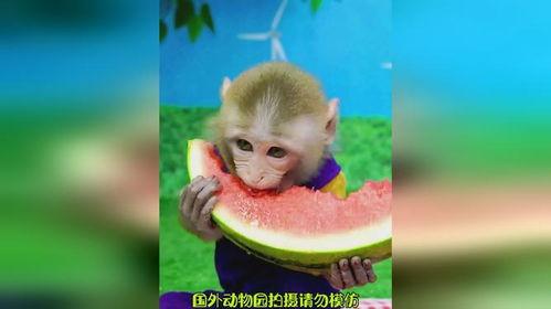 姑娘吃瓜变猴子视频大全,揭秘姑娘神奇变身视频大全