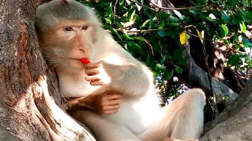 姑娘吃瓜变猴子视频大全,揭秘姑娘神奇变身视频大全