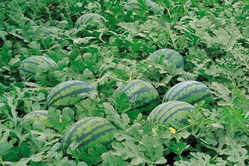 会宁吃瓜视频大全,揭秘当地生活趣味瞬间