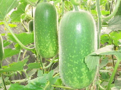 会宁吃瓜视频大全,揭秘当地生活趣味瞬间