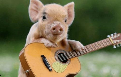 猪吃瓜的配音视频,萌宠趣味横生，笑料百出