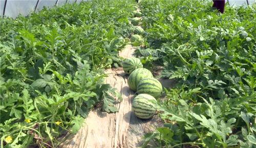 福建吃瓜事件视频最新,揭秘网络热议背后的真相