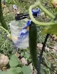 徽县网红吃瓜事件视频