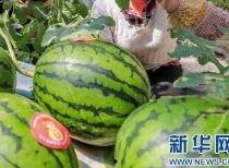 海门吃瓜新闻最新消息视频,最新视频揭秘事件真相