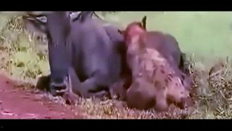 狮子吃瓜视频完整版,揭秘野生动物的趣味瞬间