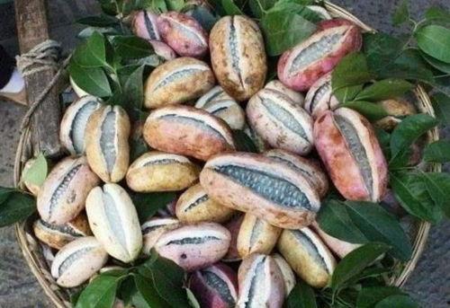 东北吃八月瓜视频大全集,视频大全集带你领略地方特色