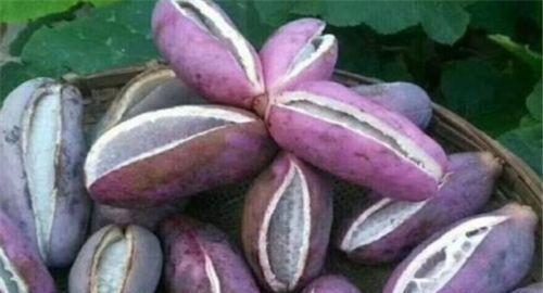 东北吃八月瓜视频大全集,视频大全集带你领略地方特色