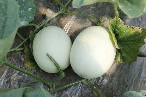 烂掉的玉菇瓜可以吃吗视频,揭秘变质瓜果的真相