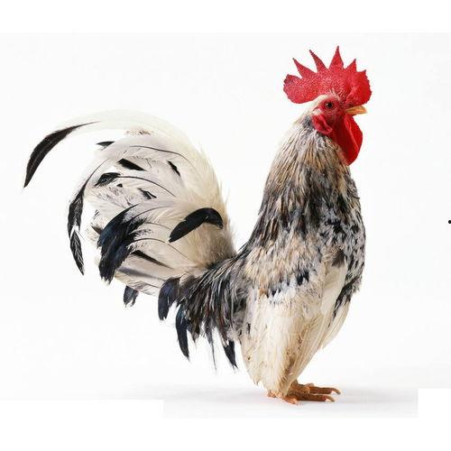 鸡吃土耳其瓜吗会死吗视频