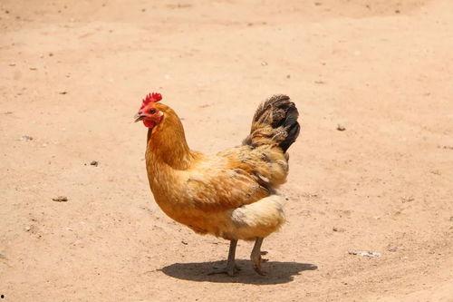 鸡吃土耳其瓜吗会死吗视频