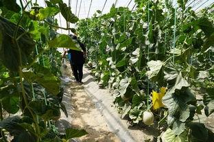 巫溪吃瓜视频,揭秘当地特色美食背后的故事