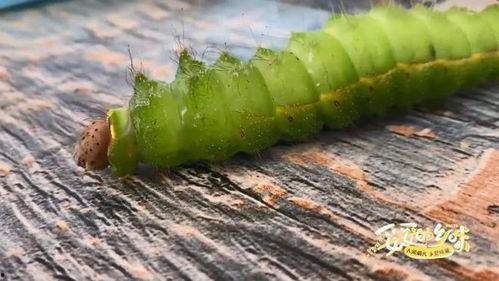 小瓜芽有虫吃怎么办视频